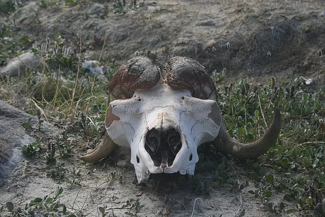 Dave Stanley on Wikimedia Commons