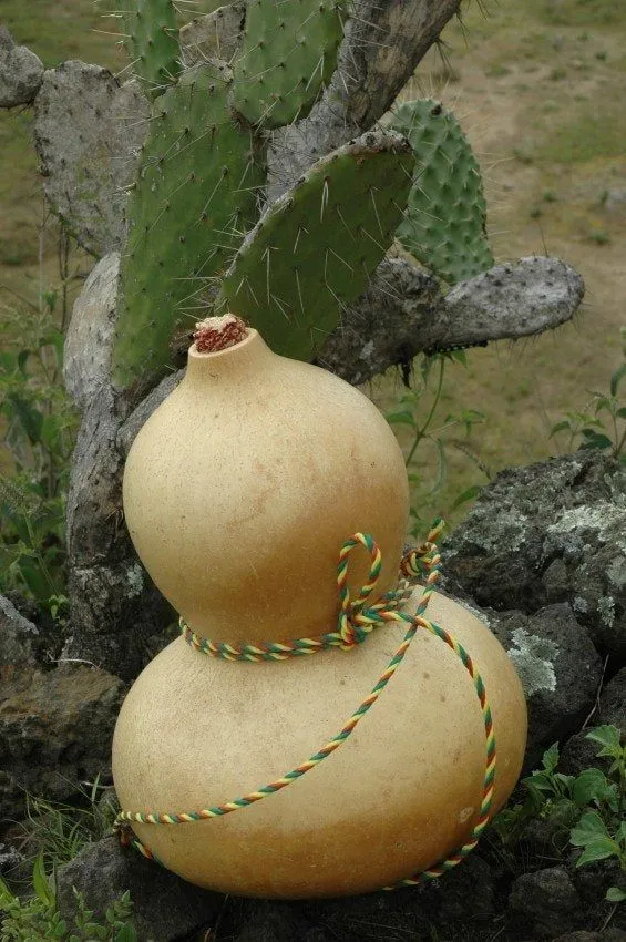 Image from Gardening Know How