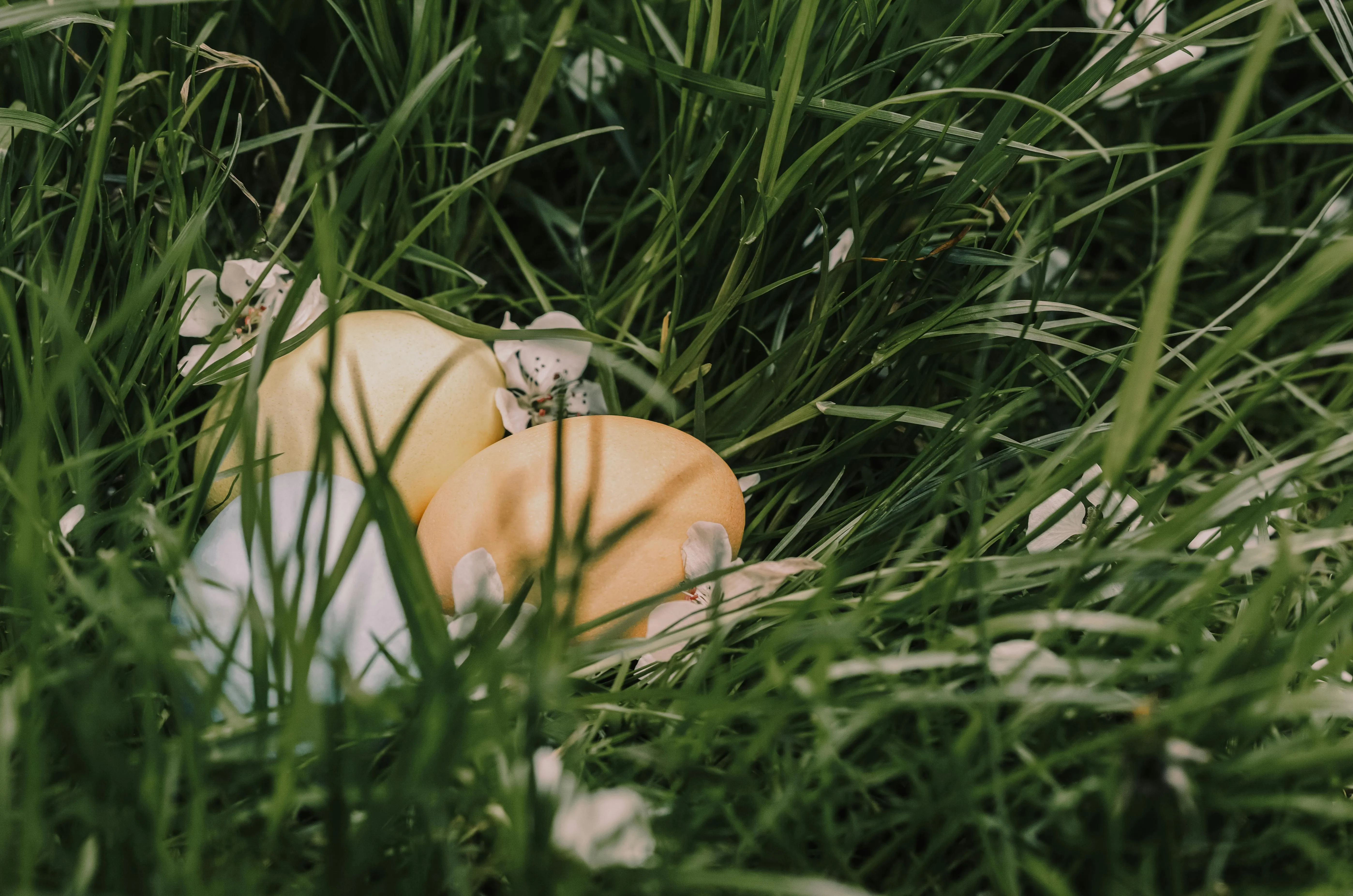 Julia Filirovska on Pexels