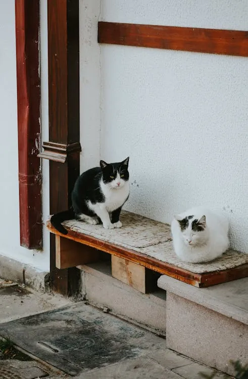 betül akyürek on Pexels
