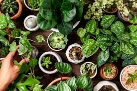 Image from Wagner Greenhouses