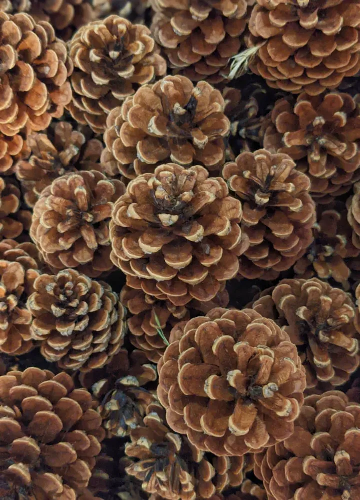 Zidonito McBrain from Unsplash