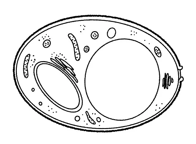 Morganocyte on Wikimedia Commons
