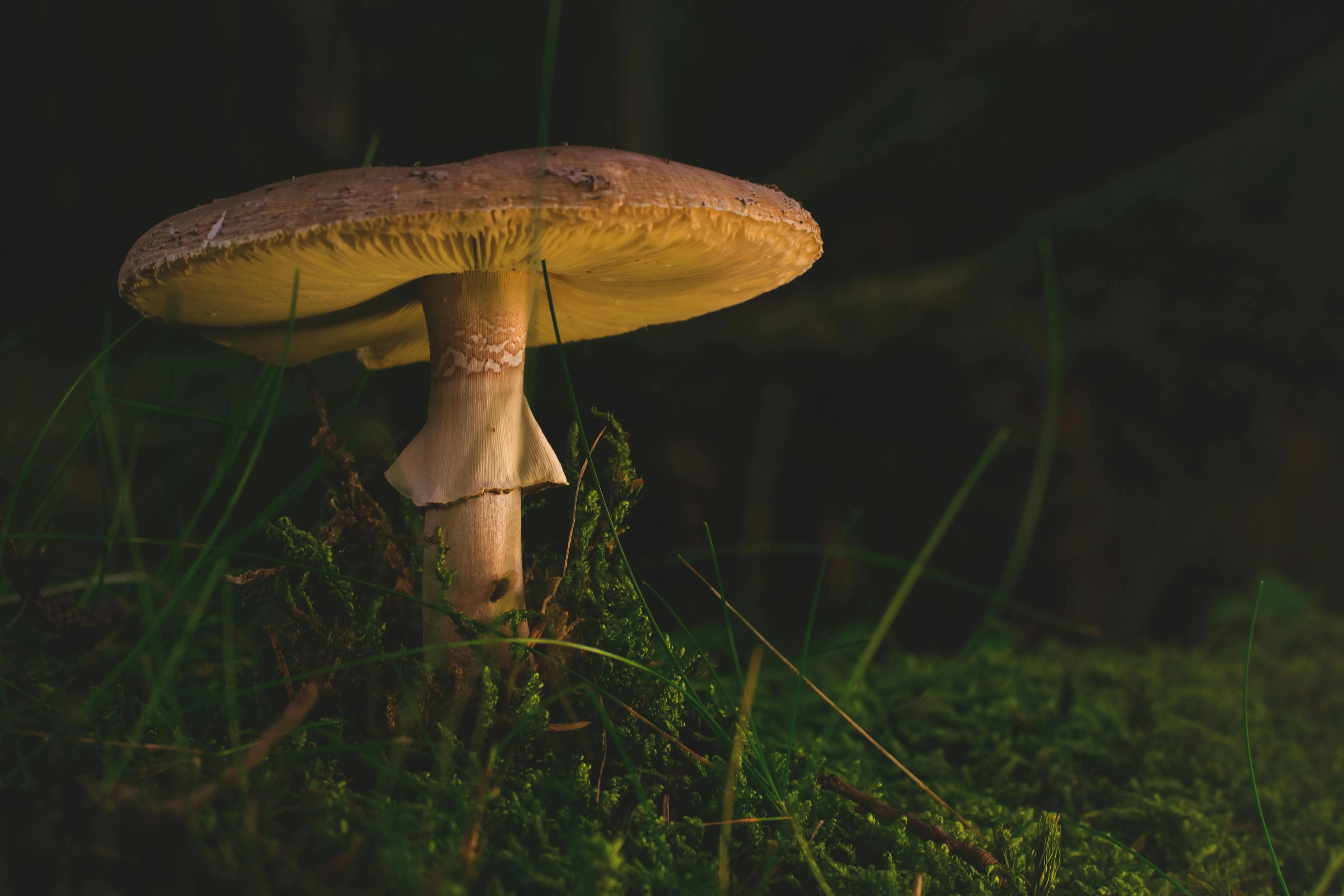 Lum3n on Pexels
