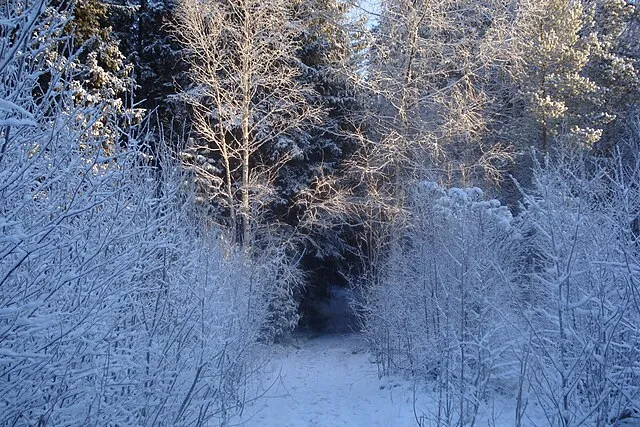 EtäKärppä on Wikimedia Commons