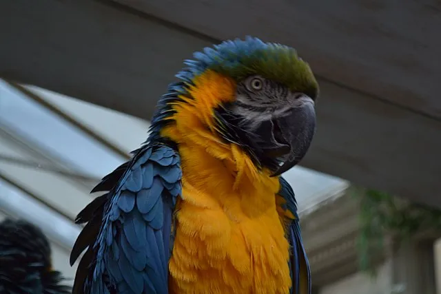shankar s. from Dubai, united arab emirates on Wikimedia Commons 