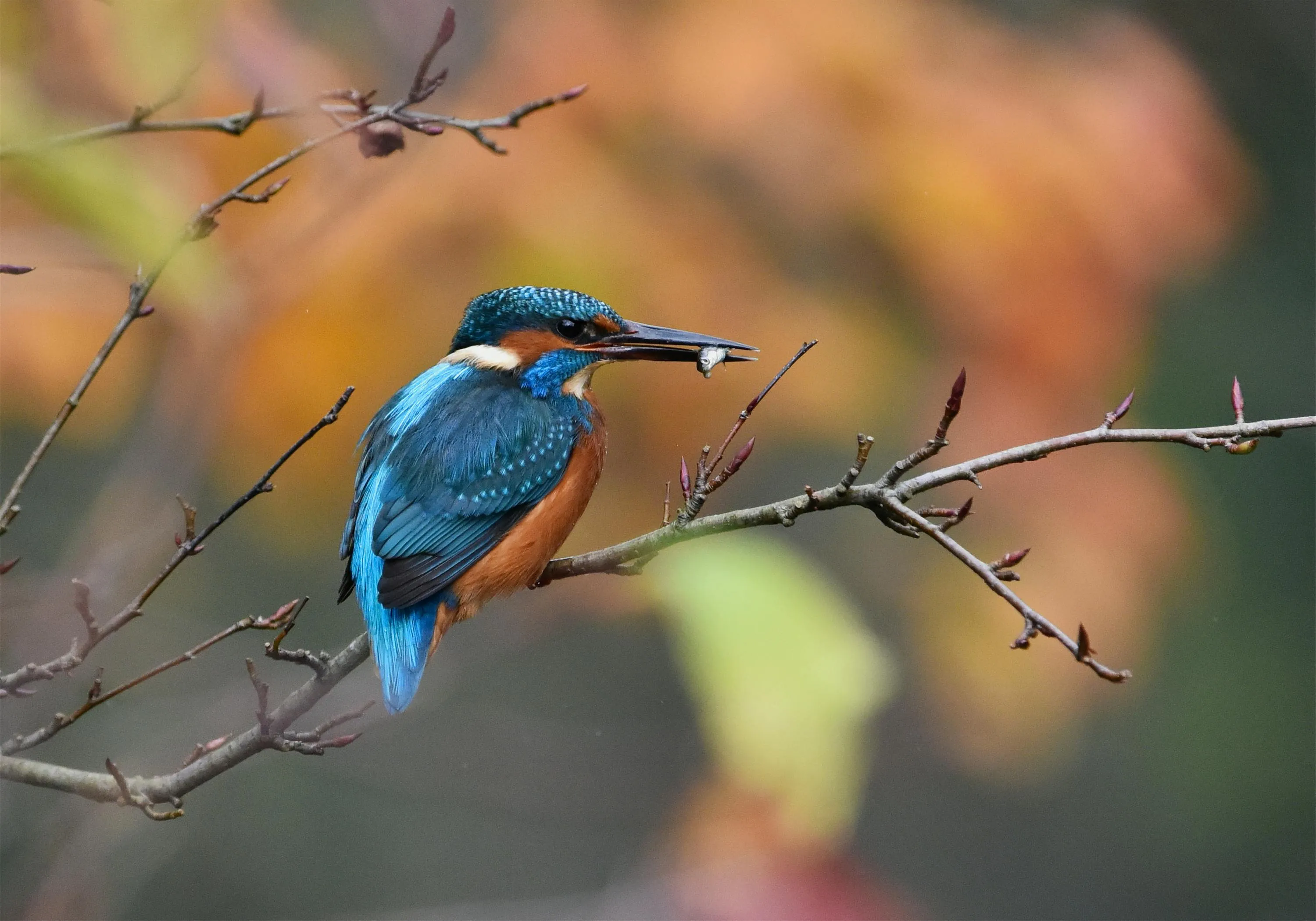 15 Natural Patterns Found Across Multiple Species