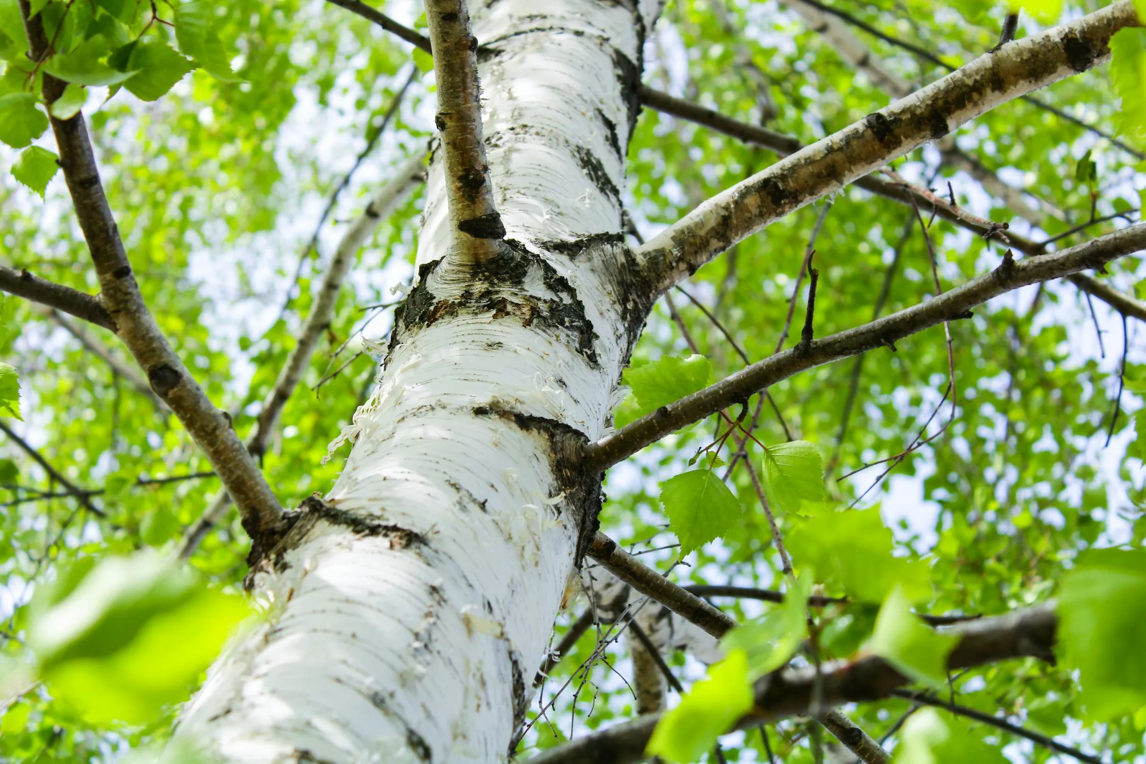 MAKSIM ZAVIKTORIN on Pexels