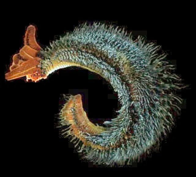 National Science Foundation (University of Delaware College of Marine Studies) on wikimedia