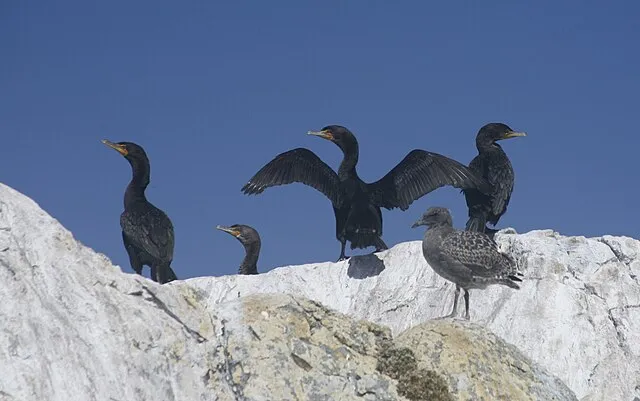 blmcalifornia on wikimedia