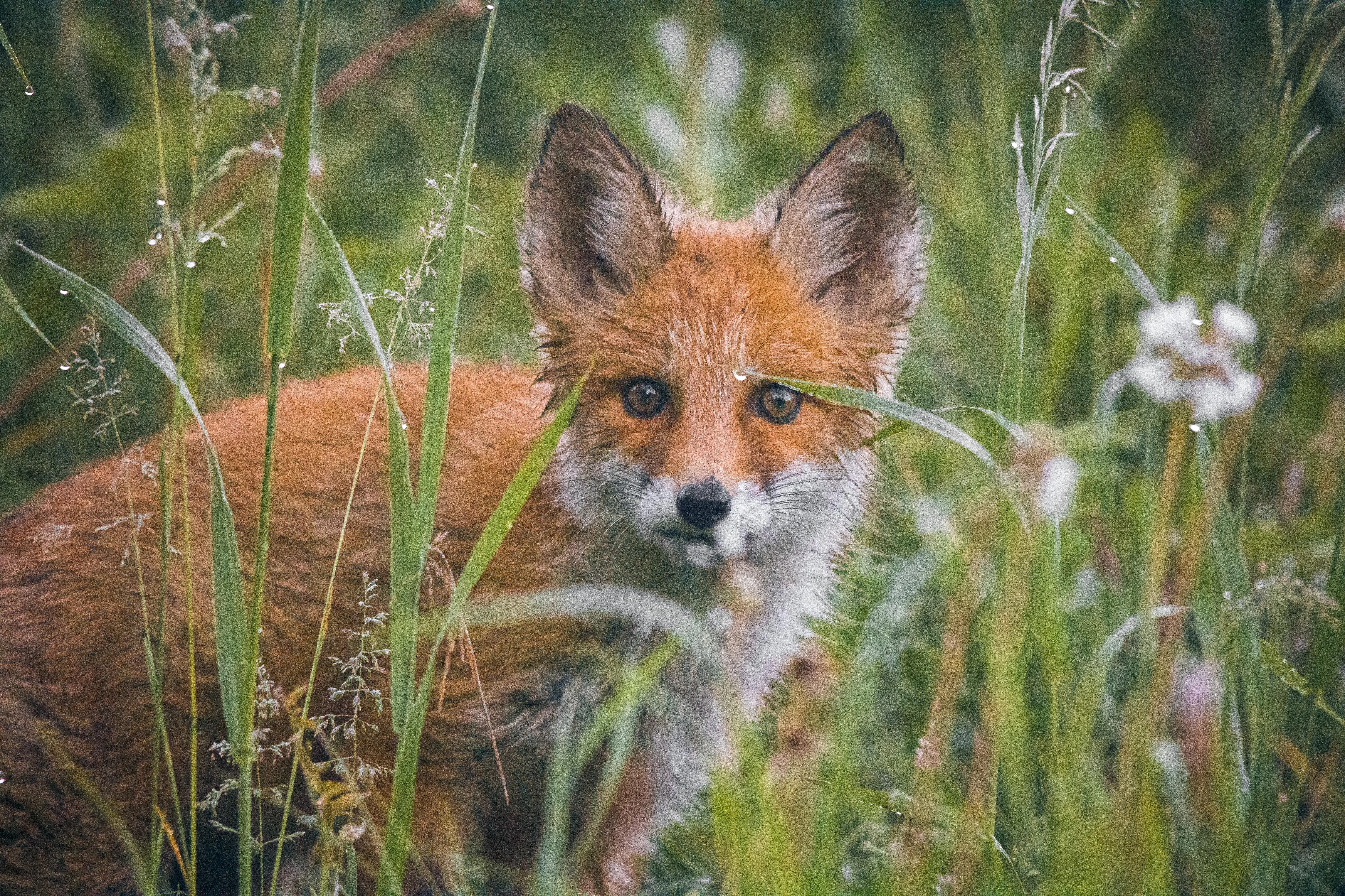 Dmitry Demidov on Pexels