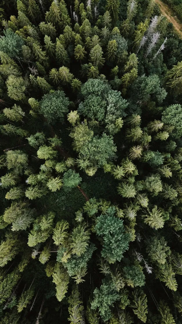Olena Bohovyk from Unsplash