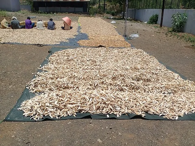 Lalsing Vanya Valavi from Dhadgaon (Akrani), Nandurbar on wikimedia