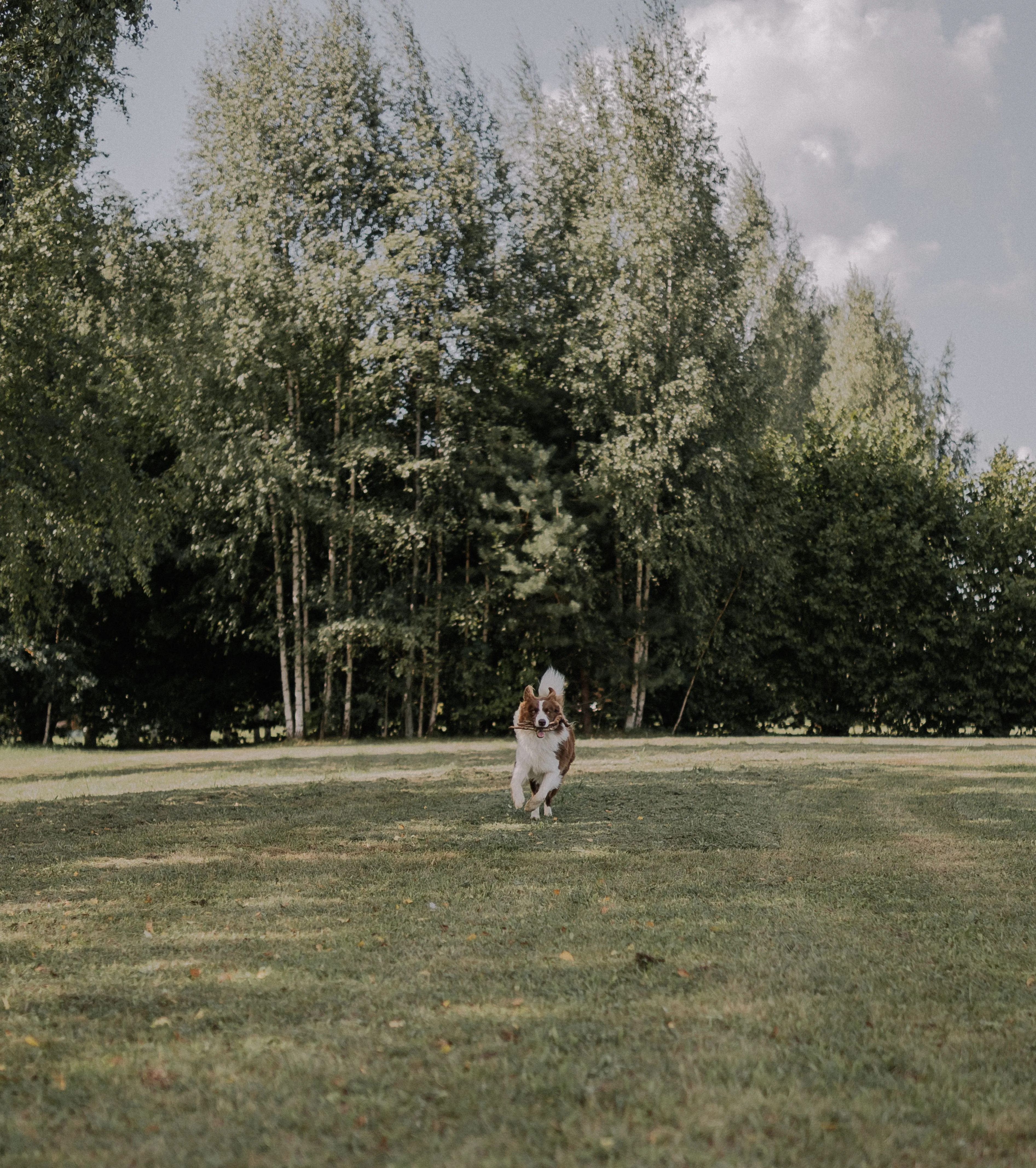 Elina Volkova on Pexels