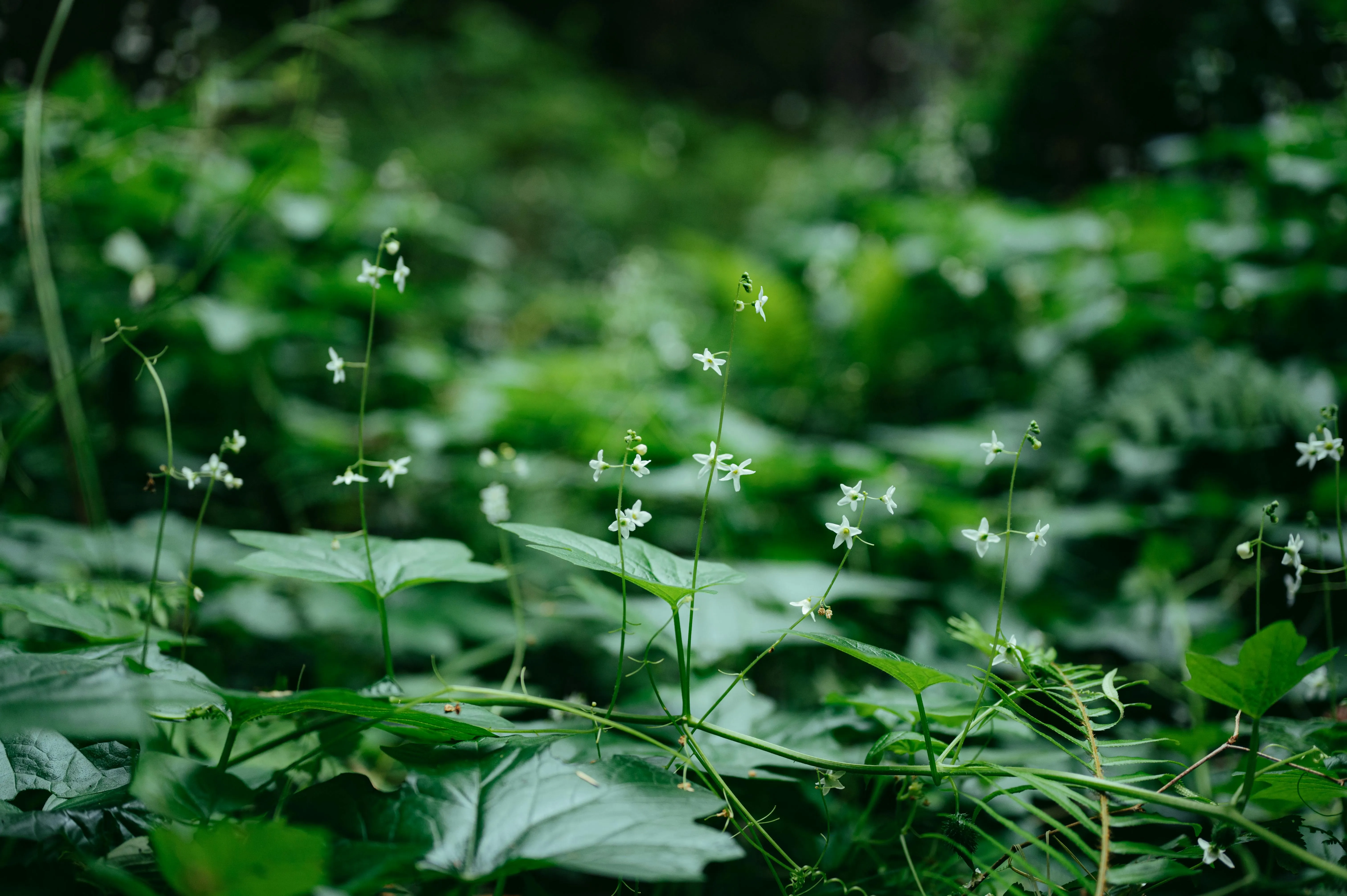 15 Plant Species Used Historically for Practical Purposes