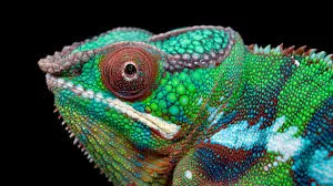 Image from National Geographic