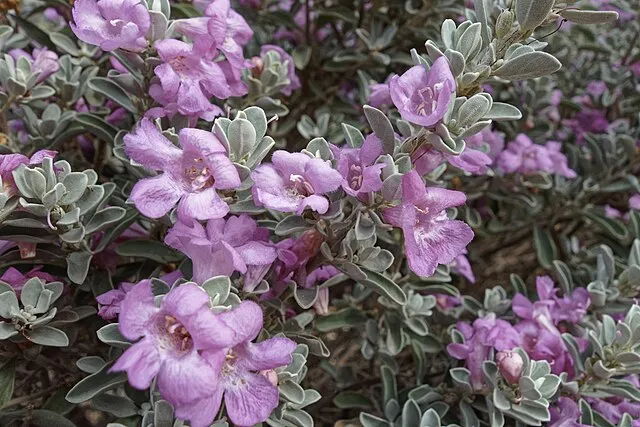 Almapayokels on wikimedia