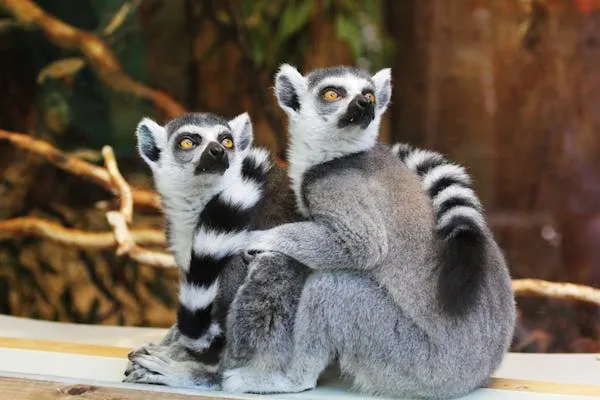 15 Endangered Animals You Didn’t Know Were at Risk—For Endangered Species Day