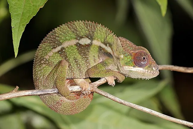 Charles J. Sharp on Wikimedia Commons