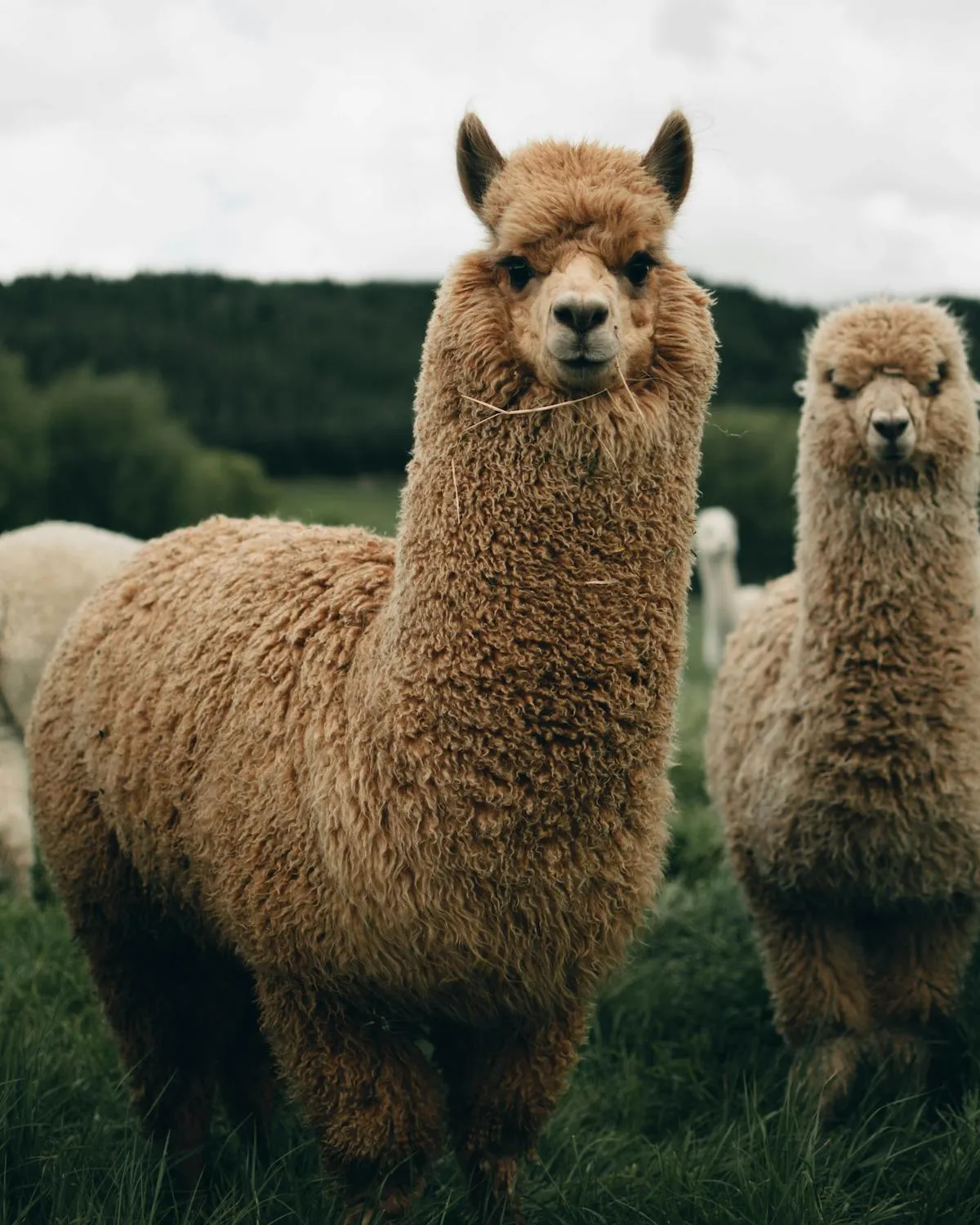josiah farrow on Pexels