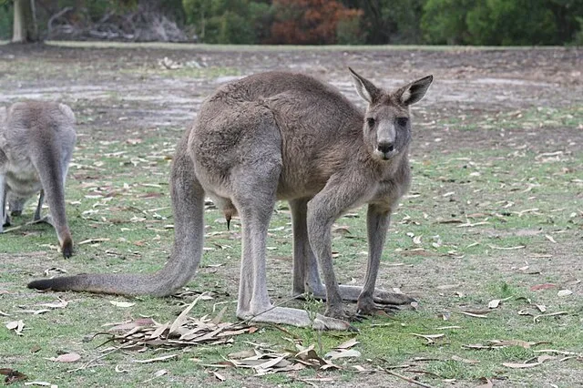 Sklmsta on wikimedia