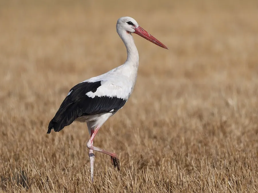 Image from eBird