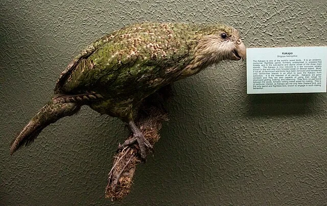 Szilas on Wikimedia