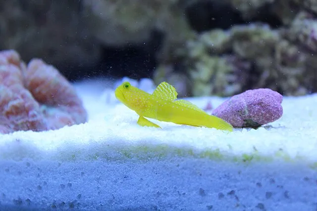 aquarist.me on Wikimedia Commons