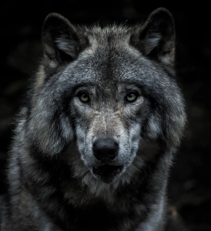 Marc-Olivier Jodoin from Unsplash