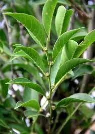 Image from Forest Foundation Philippines