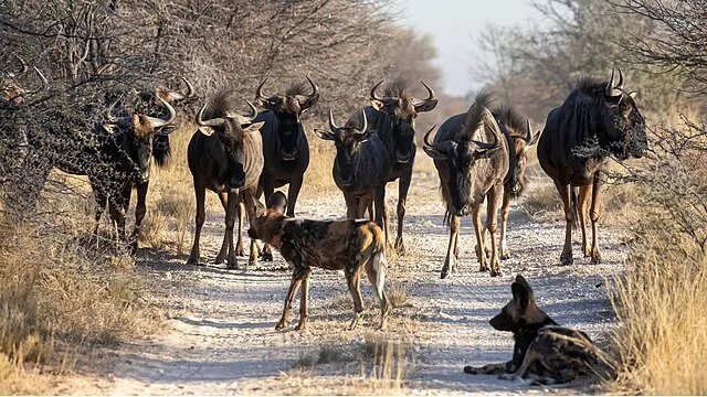 WildlifeConservationist on Wikimedia Commons