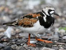 Image from eBird