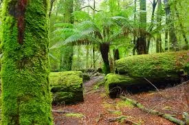 Image from Tasmania