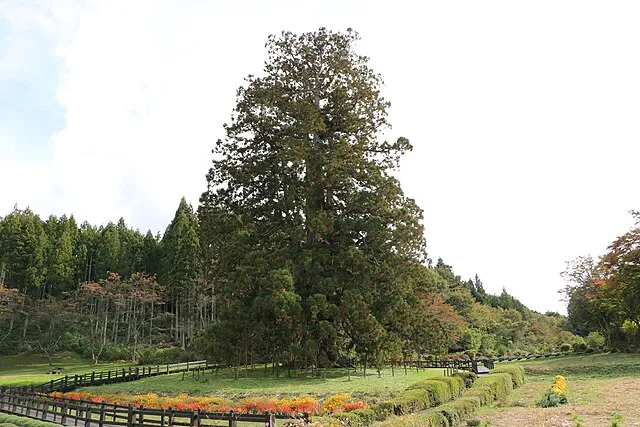 さかおり on Wikimedia Commons