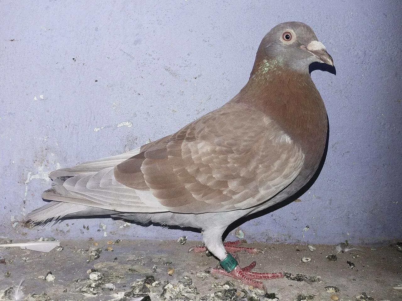 Sundaramoorthy K on Wikimedia Commons