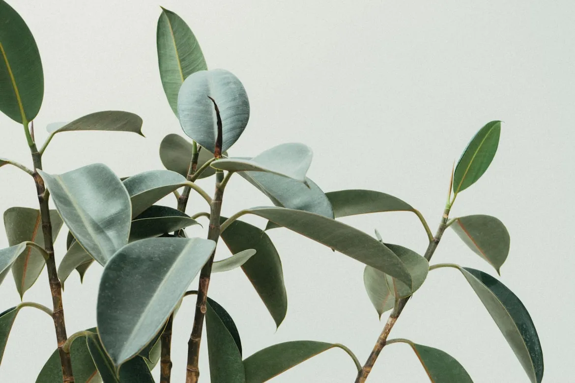 15 Natural Cycles That Influence Plant Life