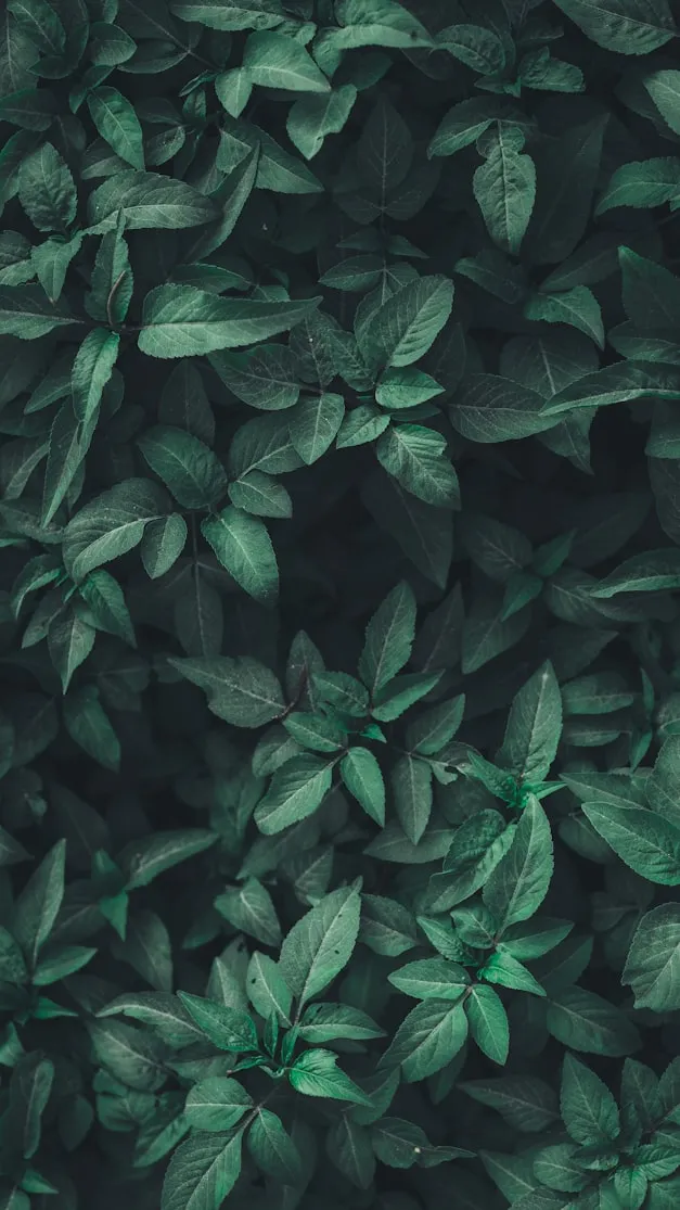 Nahil Naseer from Unsplash