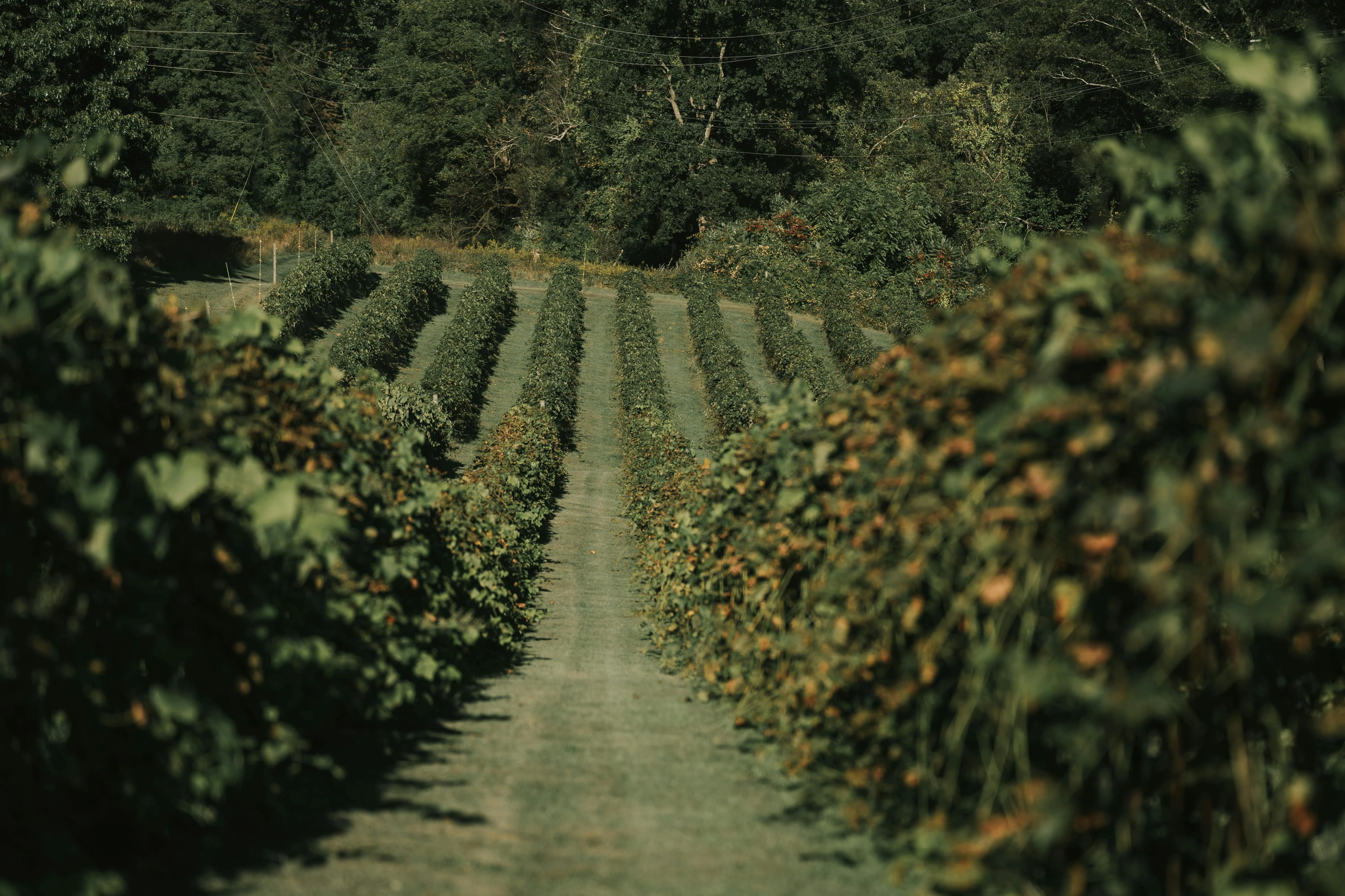 Joel Zar on Pexels