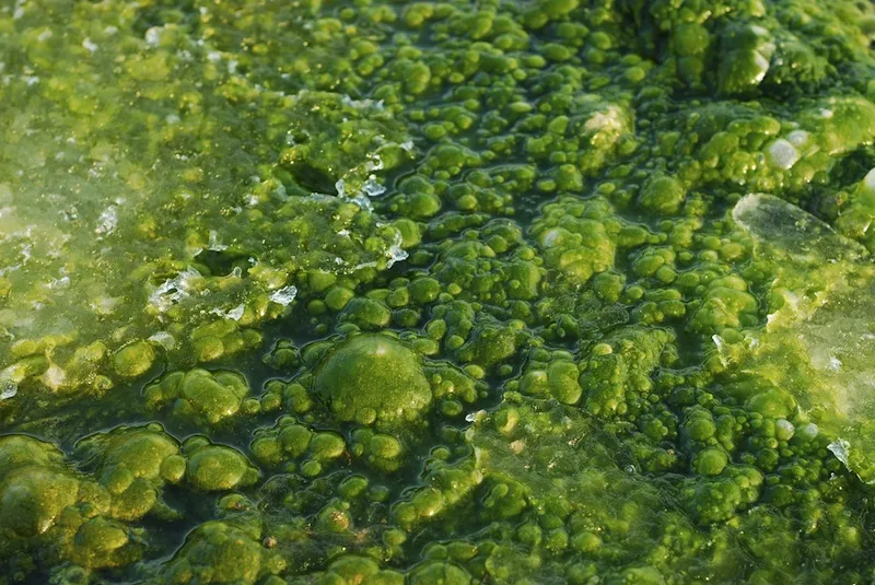 Image from Live Science