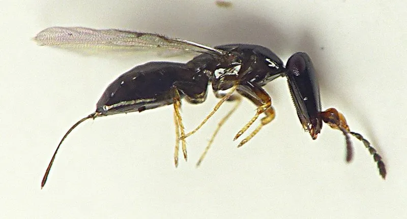 Image from Australian Museum