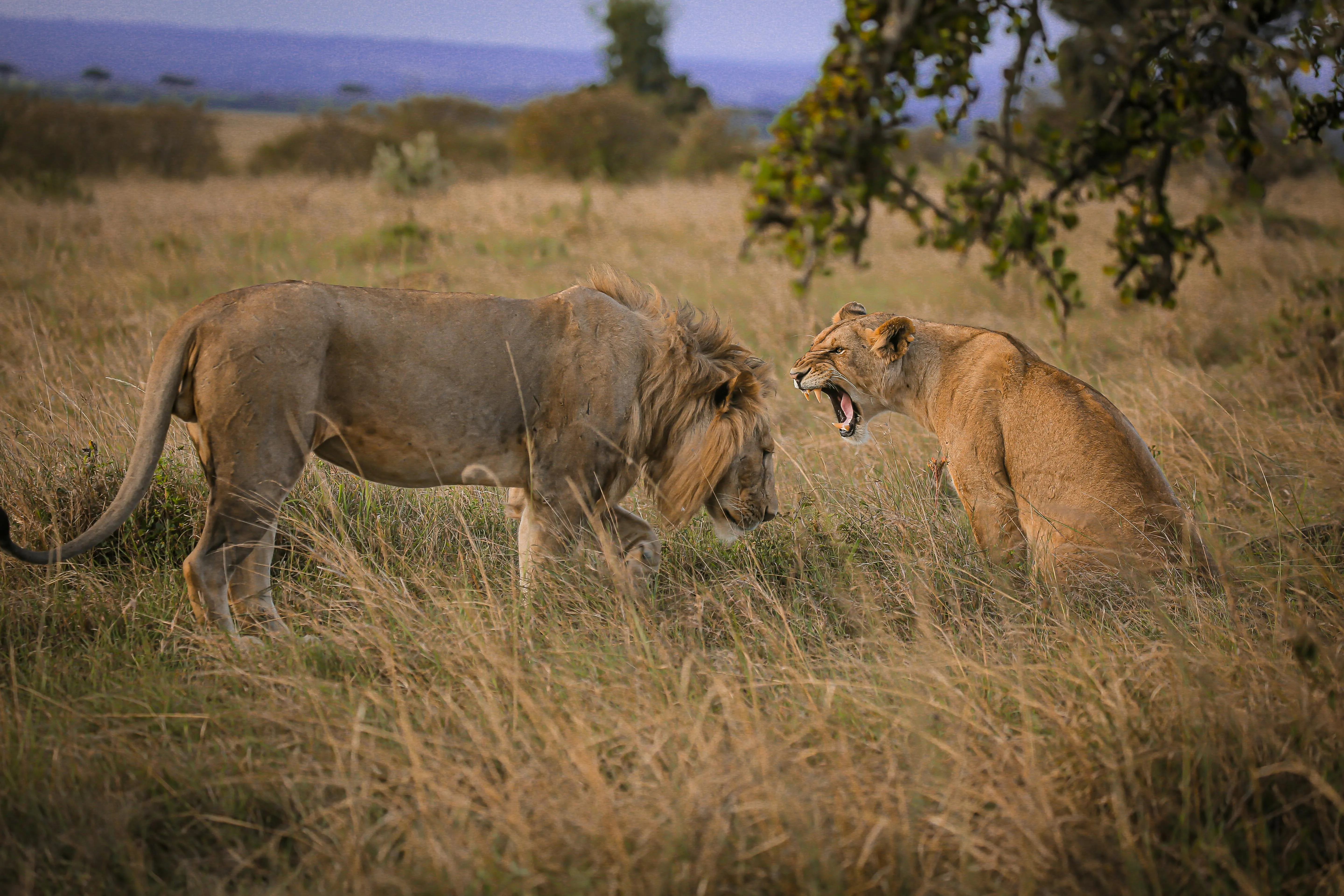 12 Species With Unusual Communication Methods