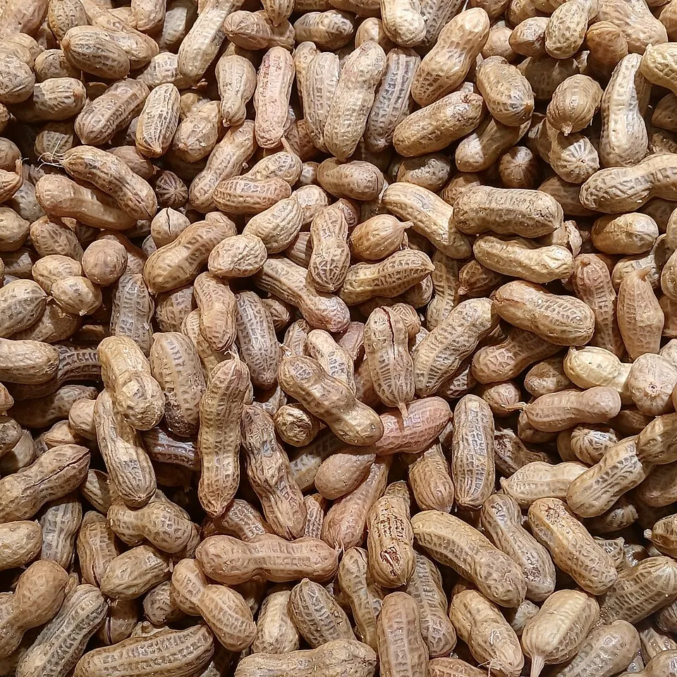 Fumikas Sagisavas on Wikicommons