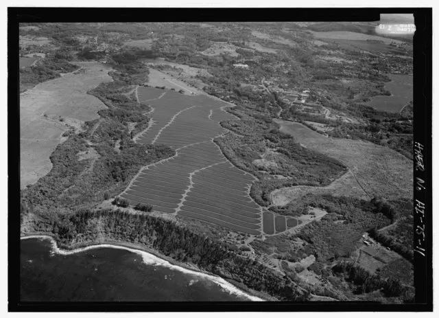 Lowe, Jet on wikimedia