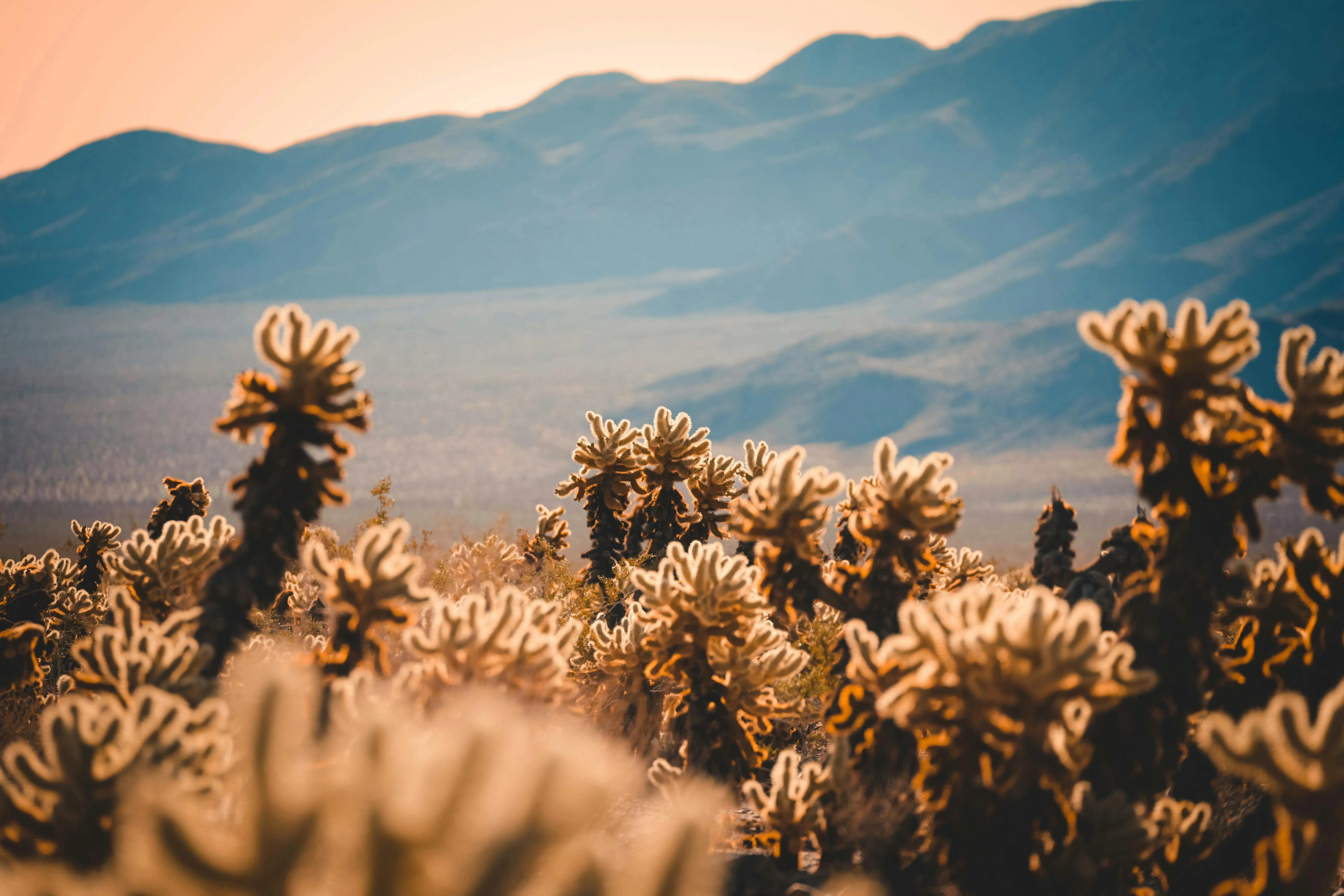 20 Examples of Plant Adaptations Found in Harsh Ecosystems