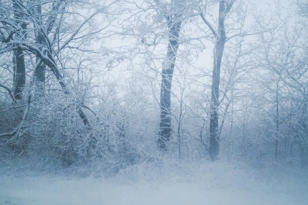 20 Ways Nature Slows Down in Winter