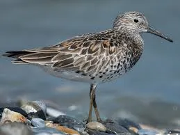 Image from eBird