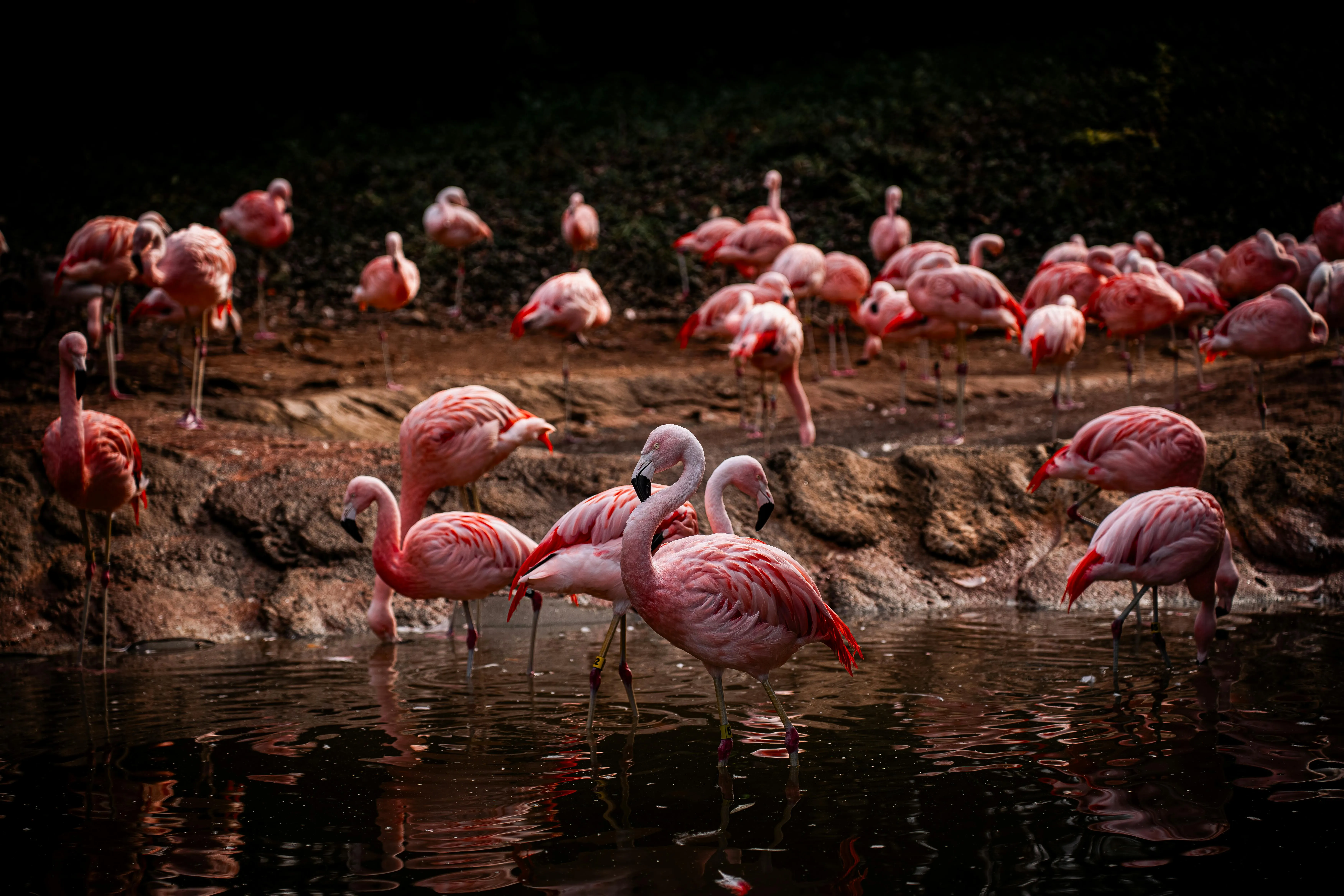 20 Behaviors Found Only in Specific Animal Groups