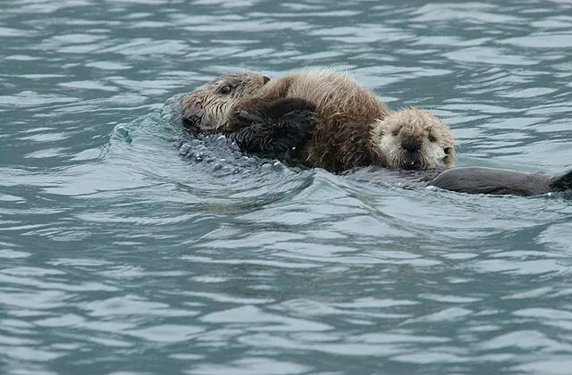 USFWSAlaska on wikimedia