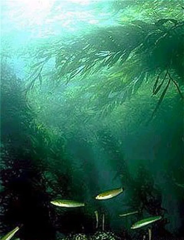 Kip Evans on Wikimedia Commons