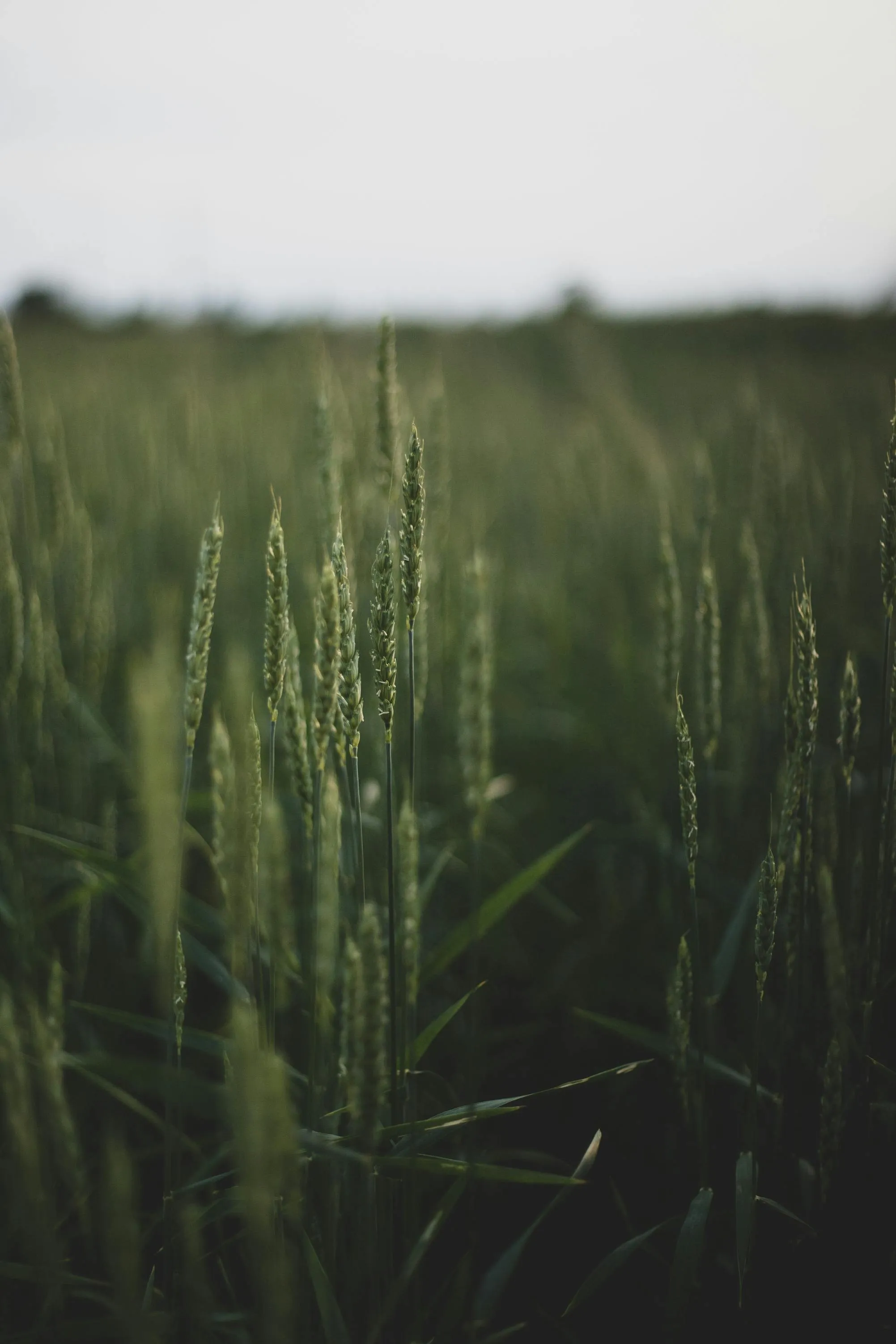  Arseni Shuliak on Pexels